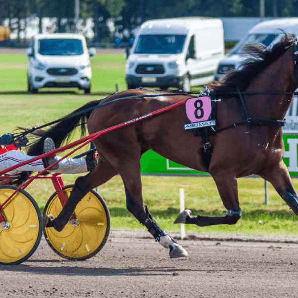 Horse Racing: How Tracks Are Designed for…