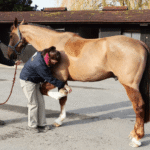 Horse Racing Injuries: Prevention and Treatment
