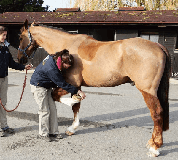 Horse Racing Injuries: Prevention and Treatment