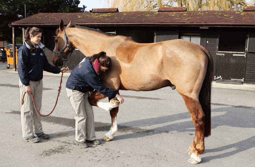Horse Racing Injuries: Prevention and Treatment